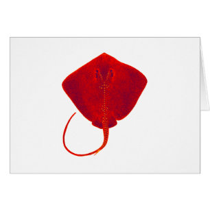 SOMBRAS DEL ROJO