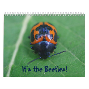 ¡Son los escarabajos! Calendario de insectos