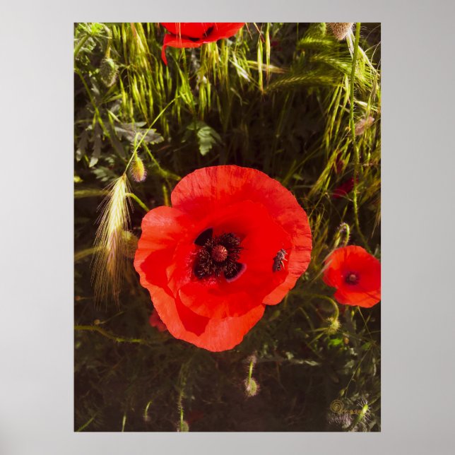 Soñador Floral de Amapola – Arte de Fantasía Botán (Frente)