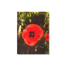 Soñador Floral de Amapola – Arte de Fantasía Botán