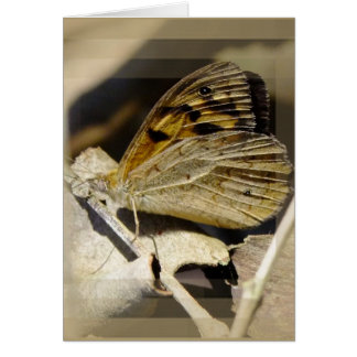 Soñando con mariposa