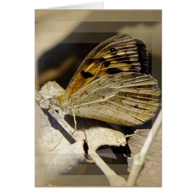 Soñando con mariposa (Frente)