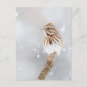 Song Sparrow en la postal de la foto de la nieve