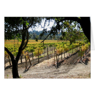 Sonoma Vineyard