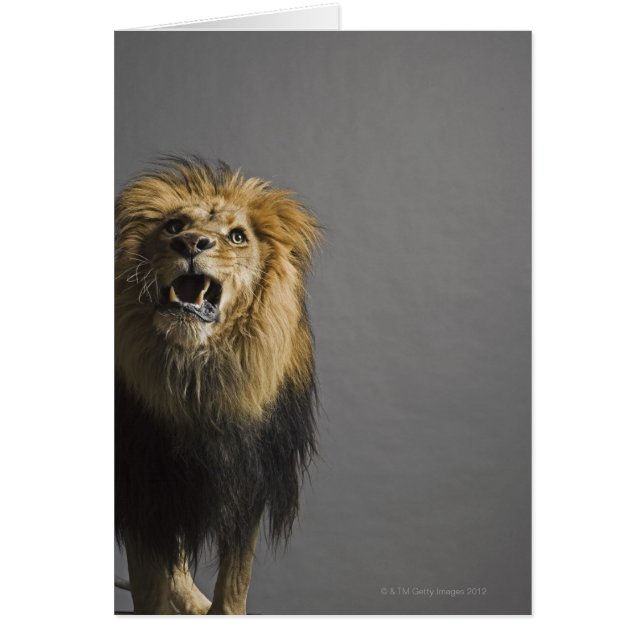 Sonora de leones (Frente)