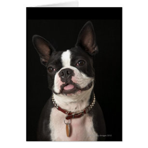Sonriendo Boston Terrier