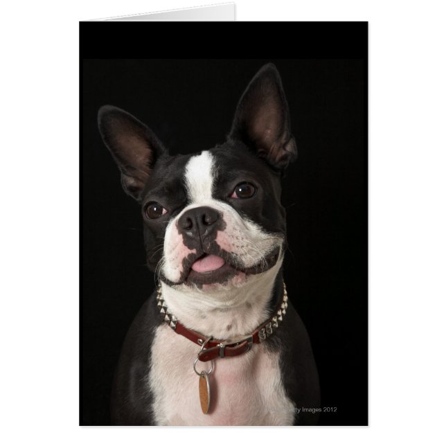Sonriendo Boston Terrier (Frente)