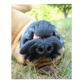 Sonriente de perro de Mastiff inglés - foto