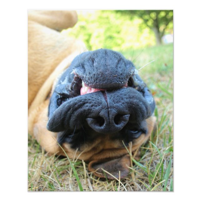 Sonriente de perro de Mastiff inglés - foto (Frente)