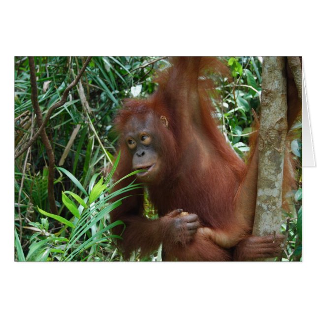 Sonriente orangután (Anverso (Horizontal))