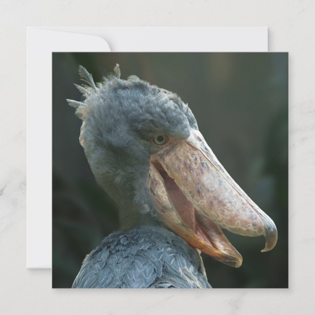 Sonriente Shoebill (Anverso)
