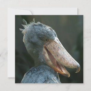 Sonriente Shoebill