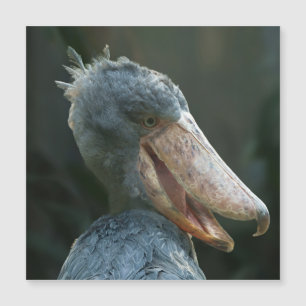 Sonriente Shoebill