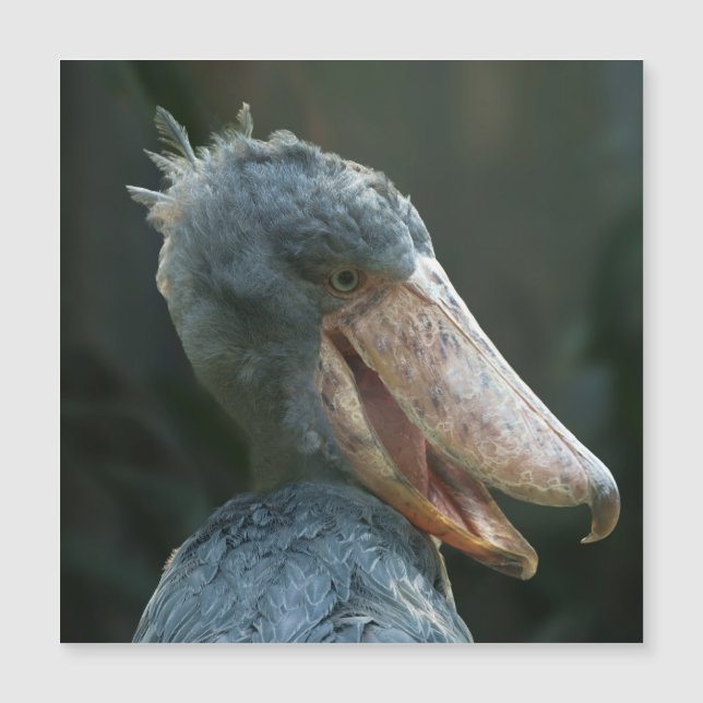 Sonriente Shoebill (Anverso)