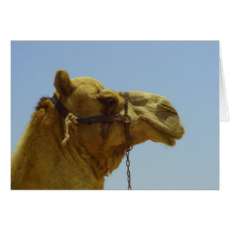 Sonrisa - cabeza de camello y cielo azul en Kuwait