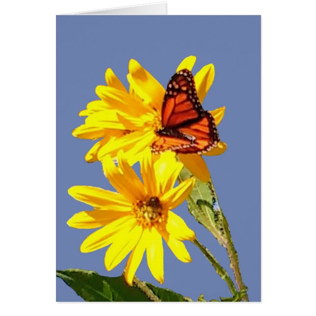 Sonrisa de la mariposa (Frente)