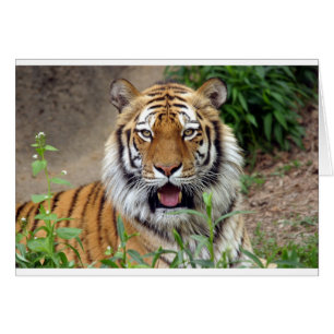 Sonrisa de tigre