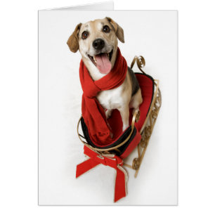 Sonrisa feliz enorme en la cara del perro de