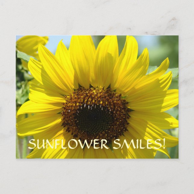 Sonrisas de girasol Tarjetas postales Flor Girasol (Anverso)