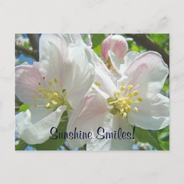 Sonrisas de Sol! Tarjetas postales personalizadas  (Anverso)