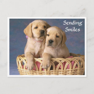 Sonrisas Hola Cachorro Labrador Retriever Tarjeta