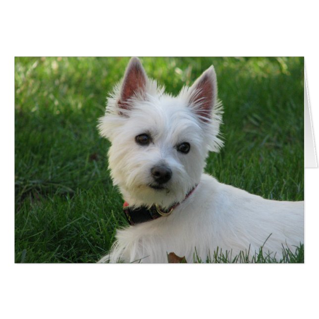 Sophie (Anverso (Horizontal))