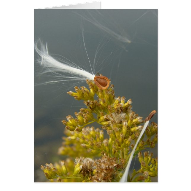 Soplando en la brisa (Frente)