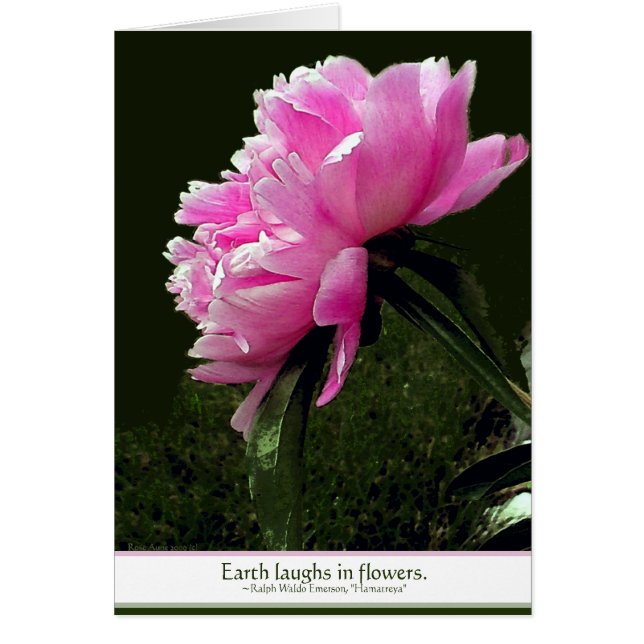 Sorbet Peony Card (Frente)