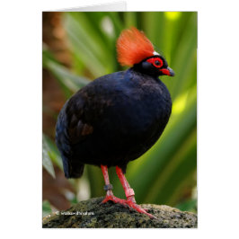 Sorprendente Rulu-Roul Crested Wood Partridge Bird