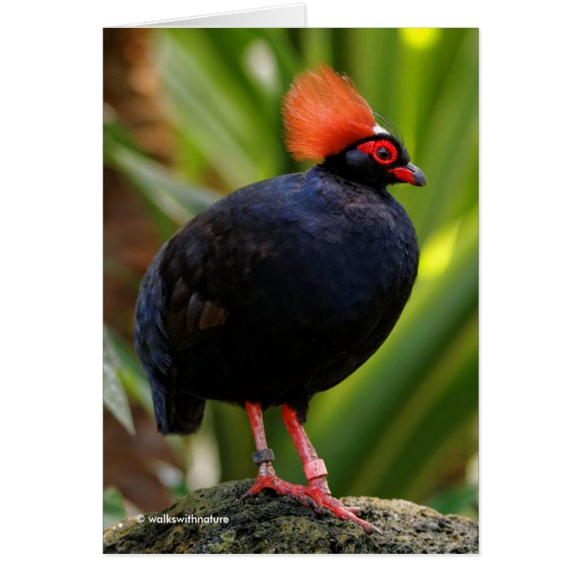 Sorprendente Rulu-Roul Crested Wood Partridge Bird (Frente)