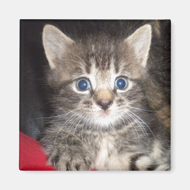 Sorprendido imán gatito (Frente)