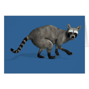 Sorprendido Raccoon