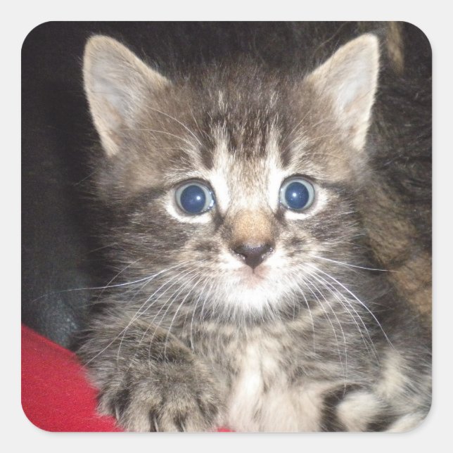 Sorprendidos pegatinas gatitos (Anverso)