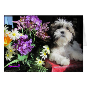 ¿Sorpresa de un cachorro romántico?