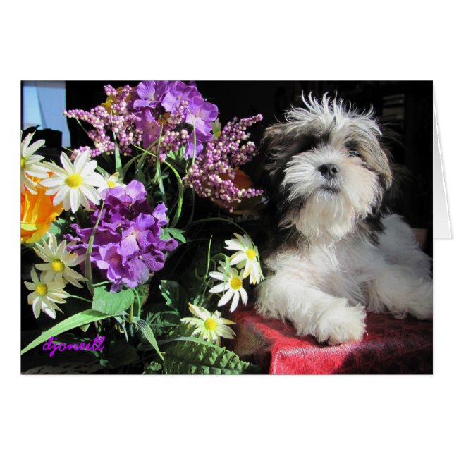 ¿Sorpresa de un cachorro romántico? (Anverso (Horizontal))