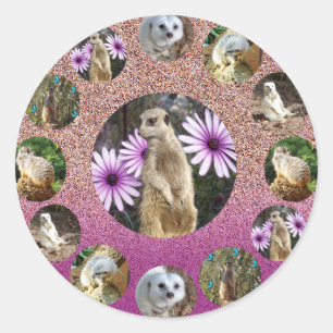 Sorpresa Rosa Meerkat, Pegatinas