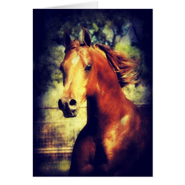 Sorrel Arabian (Frente)