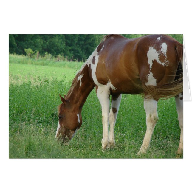 Sorrel Tobiano Paint Mare (Anverso (Horizontal))