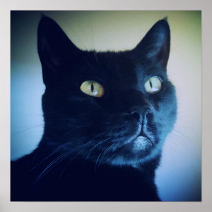 Soy impresión del gato