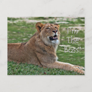 Soy la postal de Boss Lion