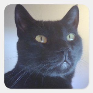 Soy Pegatina De Gatos