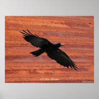SOY RAVEN III Volando Poster de Arte Raven Negro