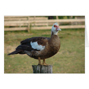 Soy una gaviota
