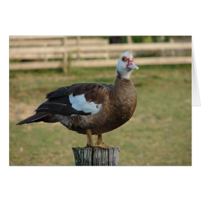 Soy una gaviota (Anverso (Horizontal))