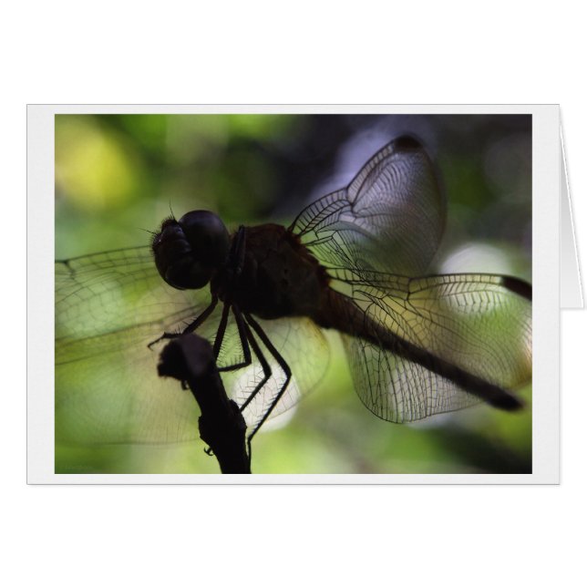 soy una mariposa (Anverso (Horizontal))