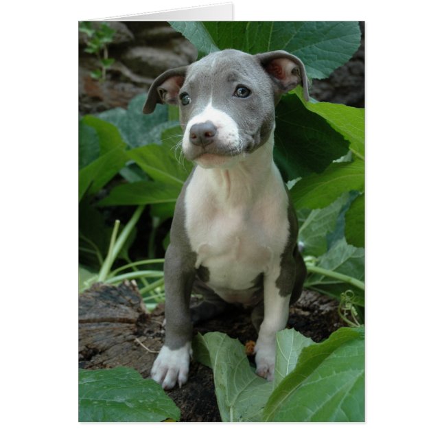 Soy verde oliva (Frente)