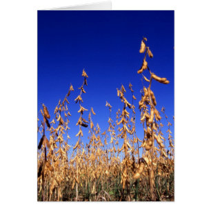 Soybeans
