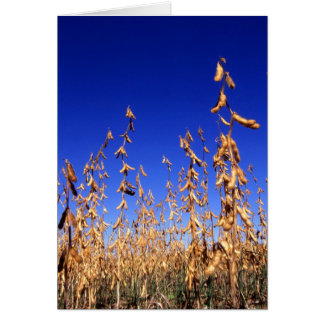 Soybeans