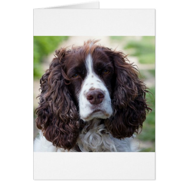 spaniel.png (Frente)