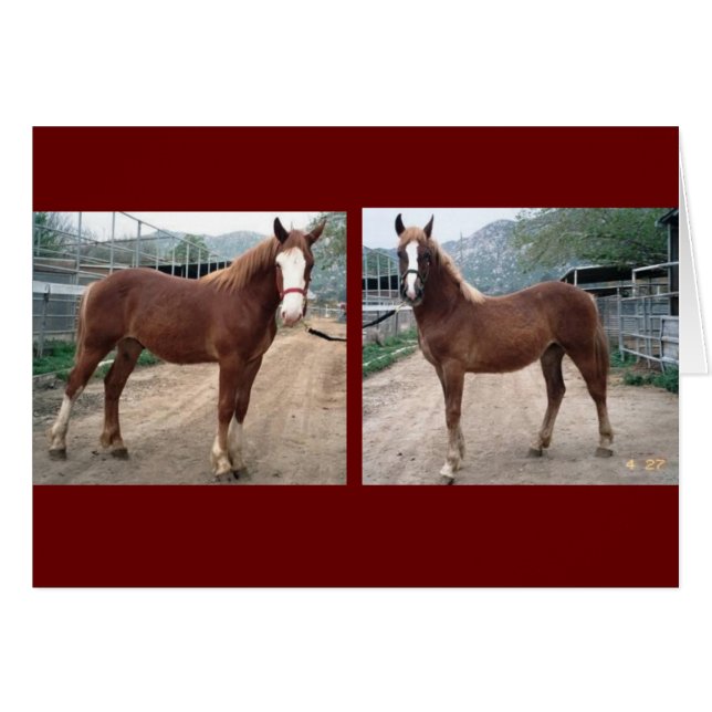 Sparky & Susie (Anverso (Horizontal))